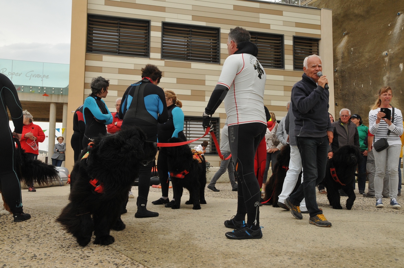 chien terre neuve.JPG chien terre neuve.JPG