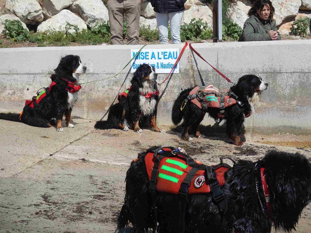 les terre Neuve.jpg les terre Neuve.jpg