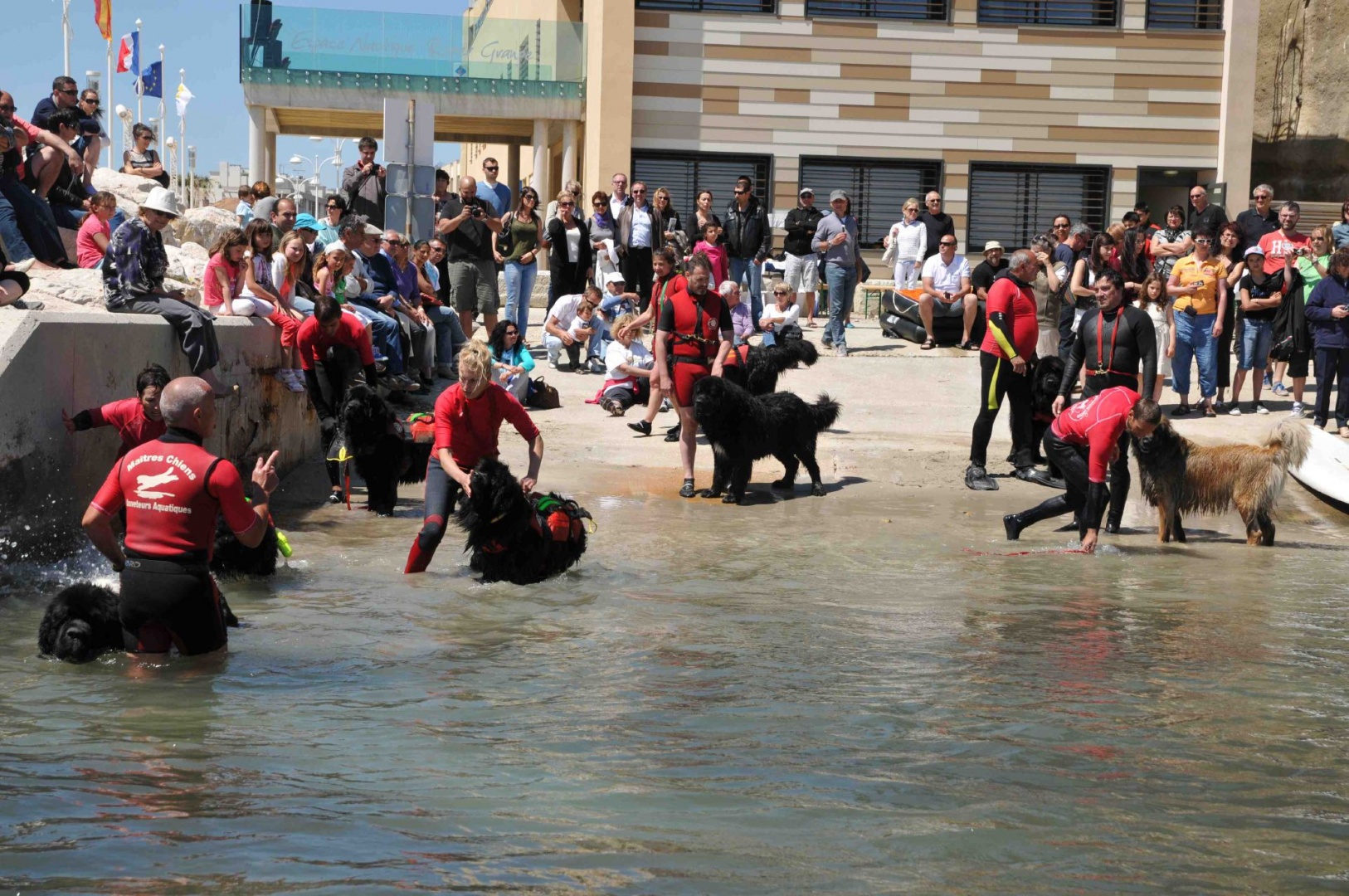 10 S chien la foule .jpg