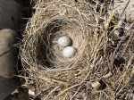 IMG_0248-Web.jpg